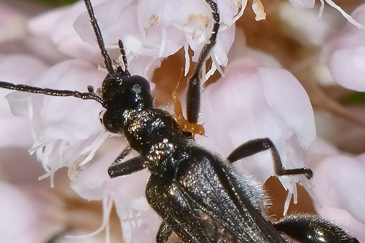 Maschio di Oedemera pthysica (forma nera) con Triungulino